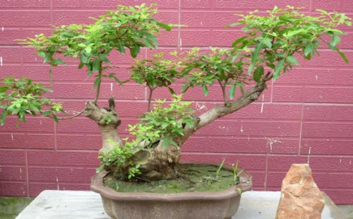 荆树疙瘩喜欢什么土壤
