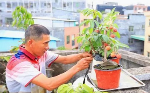 盆栽荔枝用什么土最好