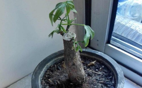 盆栽发财树用什么土最好呢