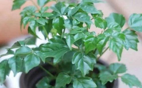 盆栽幸福树的土壤要求