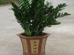 金钱树配什么花盆好看