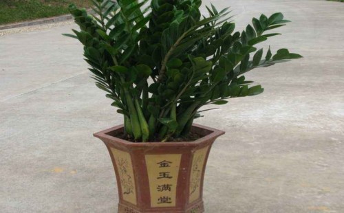 金钱树配什么花盆好看