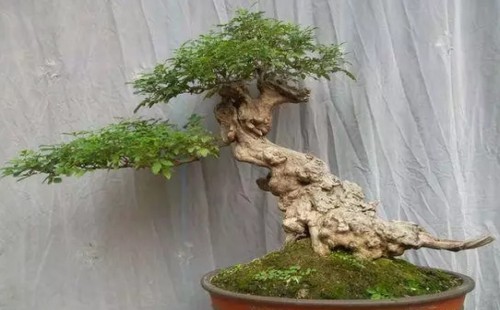 新获得的黄荆老桩怎么处理