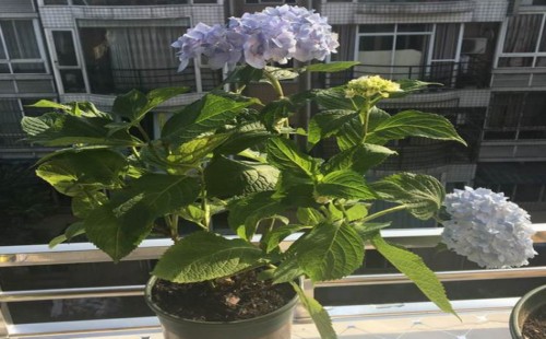 盆栽绣球需要用多大的盆