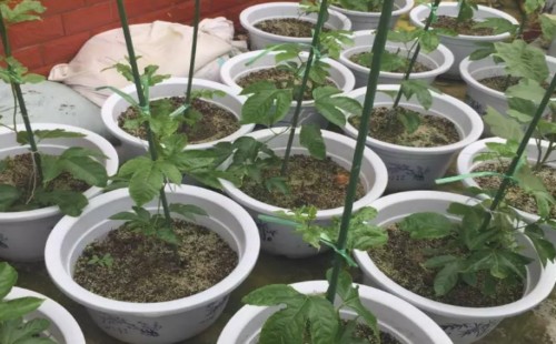 百香果盆栽需要用多大的盆