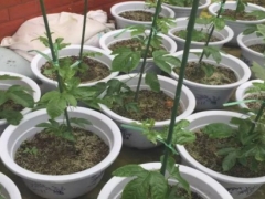 百香果盆栽需要用多大的盆
