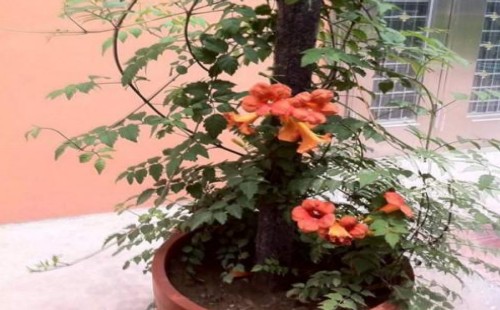 盆栽凌霄花要多大的盆