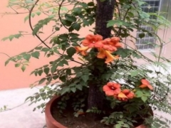 盆栽凌霄花要多大的盆