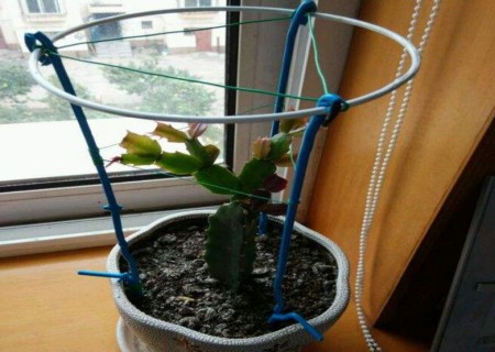 自制蟹爪兰花架的方法