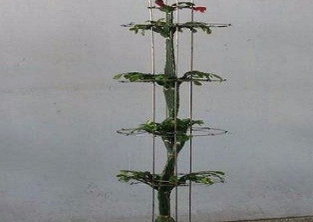 自制蟹爪兰花架的方法3