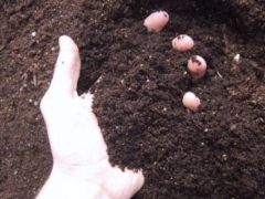 马齿苋盆栽土如何制作