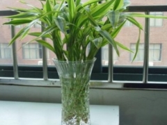 水养富贵竹适合用什么花瓶