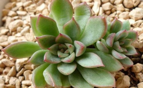 蛭石对植物的作用