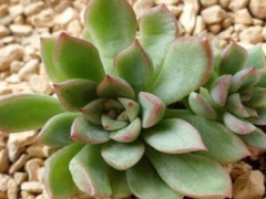 蛭石对植物的作用