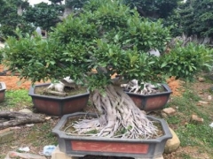 榕树盆景用深盆还是浅盆