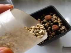生石花配土心得
