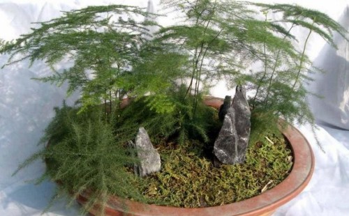 文竹的养殖用什么土