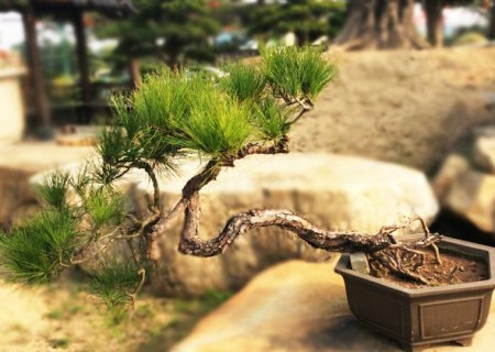 山松树桩什么季节采挖