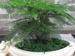 盆栽文竹土壤怎样配制