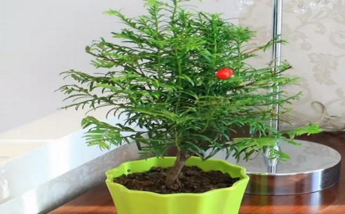 红豆杉用什么土栽培好