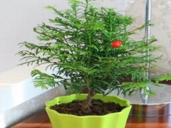 红豆杉用什么土栽培好