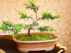 红豆杉用什么花盆最佳