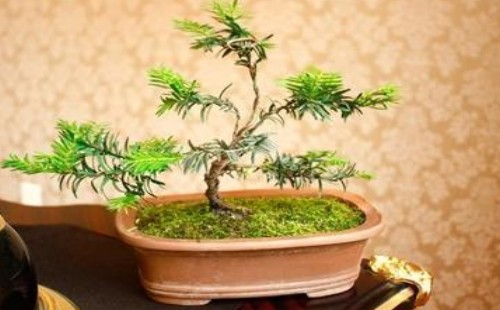 红豆杉用什么花盆最佳