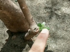 映山红假活是怎么样的现象或症状