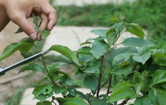 三角梅新枝开花还是老枝开花