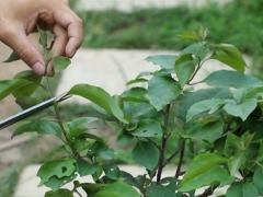 三角梅新枝开花还是老枝开花