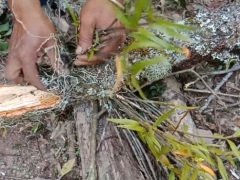 野生石斛可以种植吗