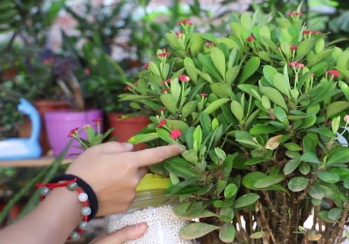虎刺梅四季开花吗
