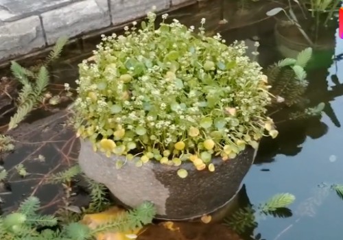 不用担心浇水太多而引起烂根的植物