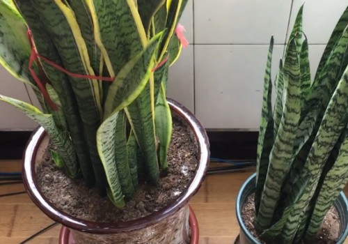 虎皮兰耐寒温度是多少