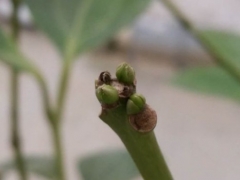 平安树一年发几次芽