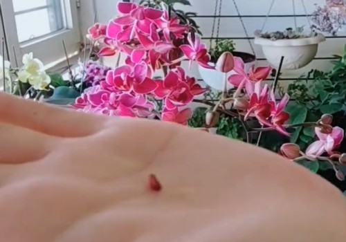 蝴蝶兰喜欢阳光吗