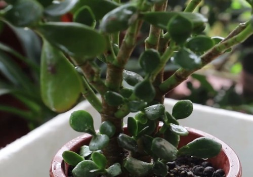 玉树冬季生长吗 怕冻吗