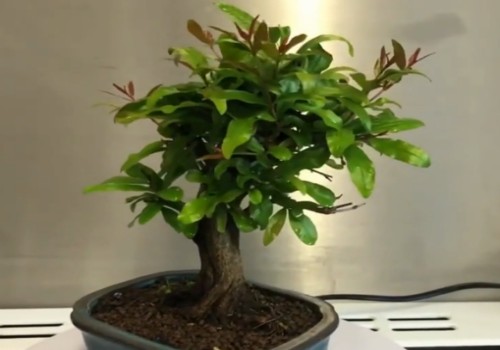 夏天石榴是结果还是开花