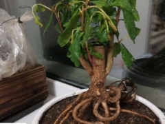 石榴耐干旱吗