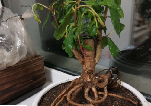 石榴耐干旱吗