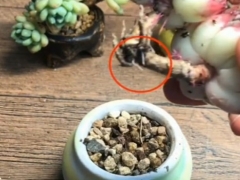 如何判断多肉已经服盆
