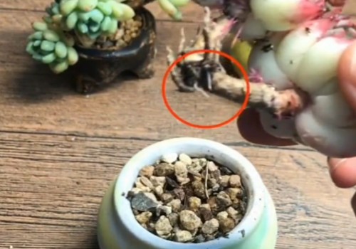 如何判断多肉已经服盆