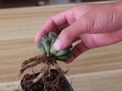 多肉玉露根系发达吗