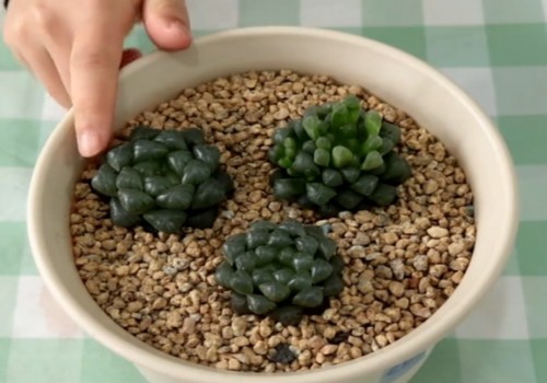 玉露耐旱吗