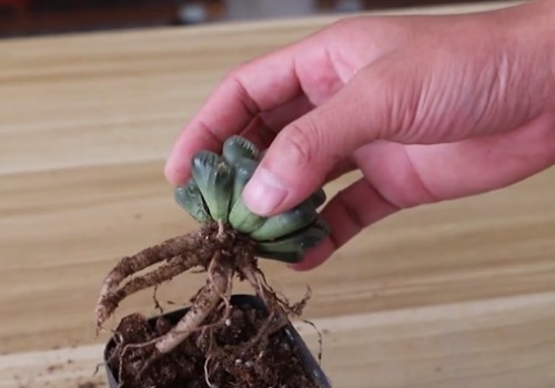 玉露根系发达吗