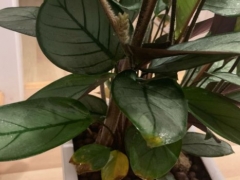 飞羽竹芋喜欢酸性还是碱性