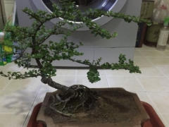 珍珠梅冬天在室内落叶吗