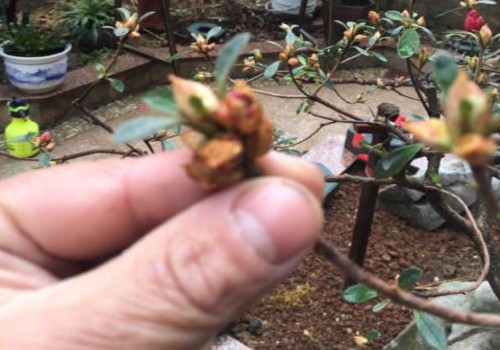 映山红花芽分化期是什么时候