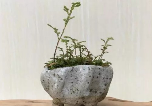 卷柏适合的温度怎样