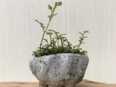 卷柏适合的温度怎样